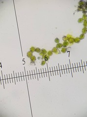 Coenogonium fruticulosum