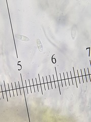 Coenogonium fruticulosum