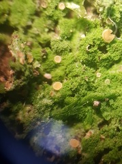 Coenogonium fruticulosum