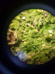 Coenogonium fruticulosum
