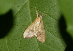 Asciodes gordialis