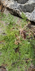 Tauschia parishii