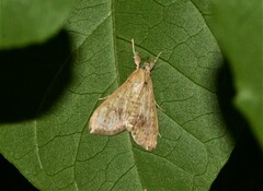 Asciodes gordialis