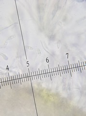 Coenogonium fruticulosum