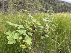 Ribes hudsonianum