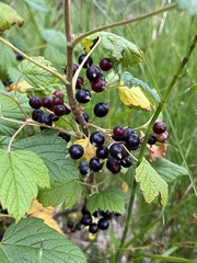 Ribes hudsonianum