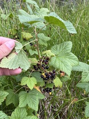Ribes hudsonianum