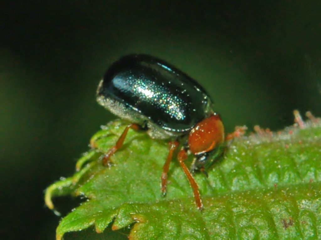Smaragdina salicina