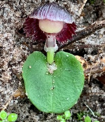 Corybas diemenicus