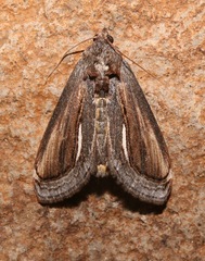 Gerrodes minatea