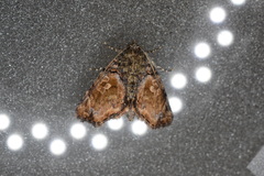 Drobeta