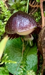 Corybas diemenicus