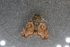 Drobeta