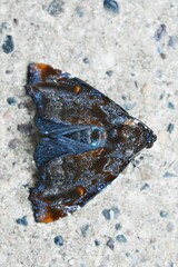 Drobeta