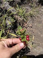 Vaccinium dentatum