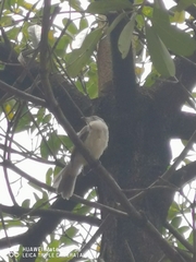 Pycnonotus sinensis