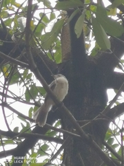 Pycnonotus sinensis