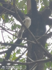 Pycnonotus sinensis