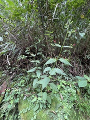 Scrophularia yoshimurae