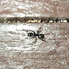 Dolichoderus thoracicus