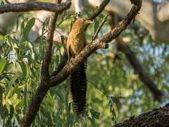 Centropus phasianinus melanurus