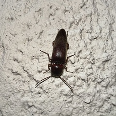 Diplostethus carolinensis