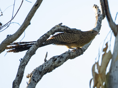 Centropus phasianinus melanurus