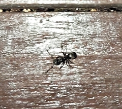 Dolichoderus thoracicus