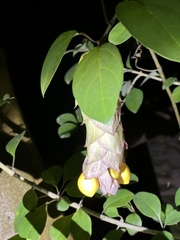 Gmelina philippensis
