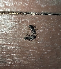 Dolichoderus thoracicus