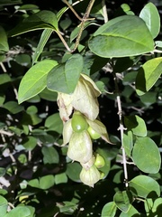 Gmelina philippensis