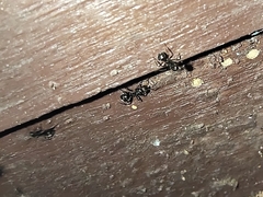 Dolichoderus thoracicus