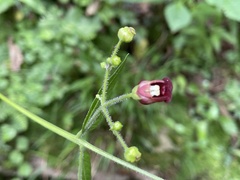 Scrophularia yoshimurae