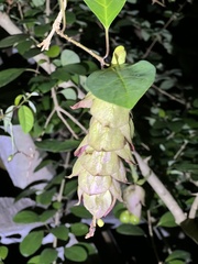 Gmelina philippensis