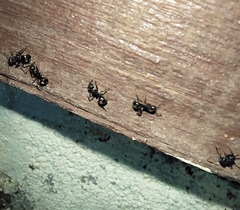 Dolichoderus thoracicus