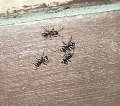 Dolichoderus thoracicus