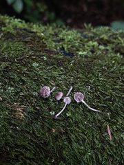 Cystoagaricus hirtosquamulosus
