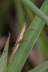 Gelastorhinus rotundatus