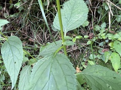 Scrophularia yoshimurae
