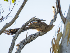 Centropus phasianinus melanurus