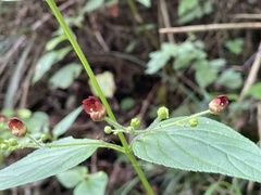 Scrophularia yoshimurae