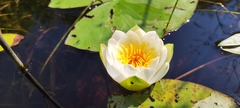 Nymphaea tetragona