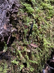 Xylaria cornu-damae