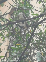 Pycnonotus sinensis