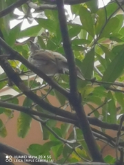 Pycnonotus sinensis
