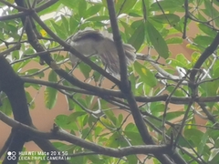 Pycnonotus sinensis