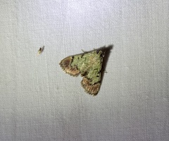 Epipaschia superatalis