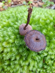 Auriscalpium umbella