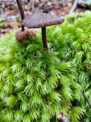 Auriscalpium umbella