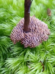 Auriscalpium umbella